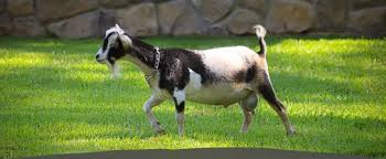 Addressing PET AND BIRD CARE SHOP